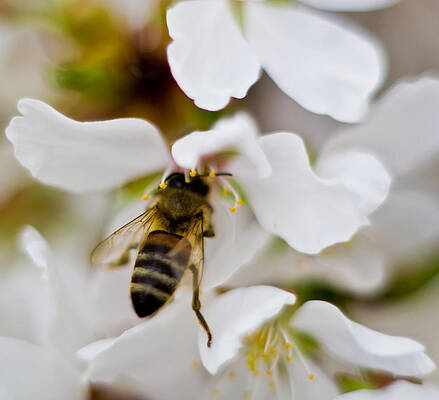 Nature Wall Art featuring the photograph A Bee In A Flower by Jonny D