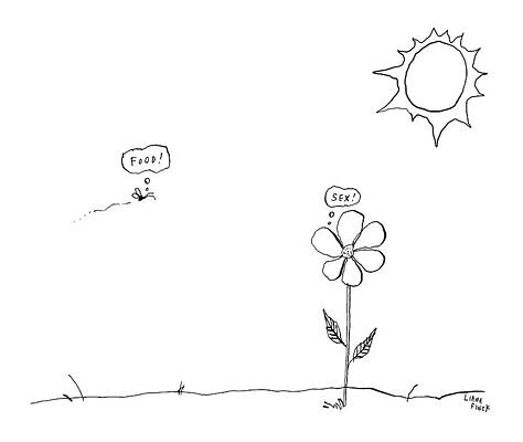 Natural Drawing - A Bee Thinking  Food! And A Flower Thinking  Sex! by Liana Finck