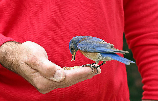 Bird Wall Art featuring the photograph A Bird In The Hand by Jean Noren
