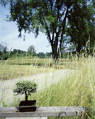 Rural Scene Photograph - A Bonsai Tree In A Hayfield by Pedro E. Guerrero