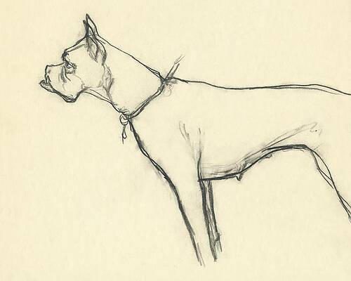 Elegant Boxer Dog Sketch Wall Art