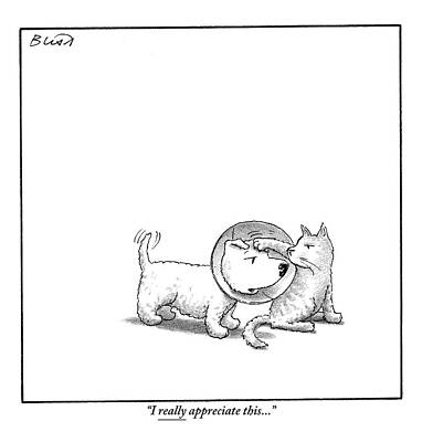 Cat Comforting Dog in Cone Wall Art