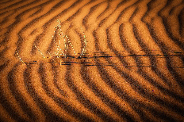 National Wall Art featuring the photograph A Dream Of Water - Namibia Sand Dune Photograph by Duane Miller