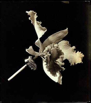 Elegant Orchid with Jewelry Accent Wall Art