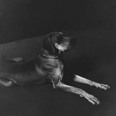 Graceful Dog in Low Light Wall Art