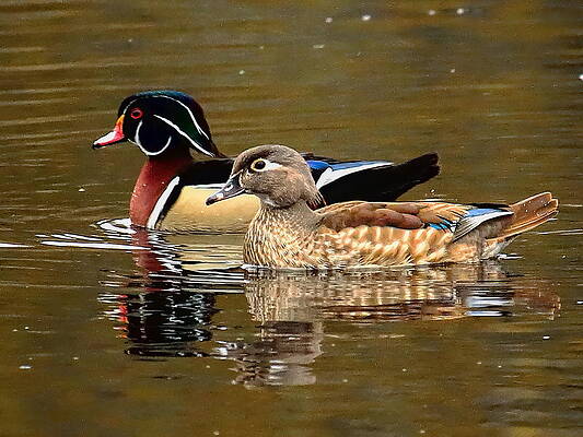 Spring Photograph - A Handsome Pair by Dale Kauzlaric