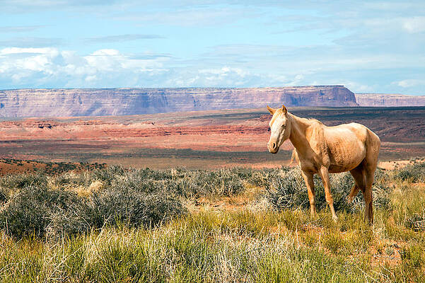 Country Wall Art featuring the photograph A Horse With No Name by Nicholas Blackwell
