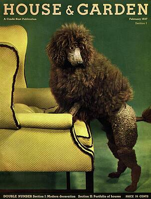 Poodle Posing in Vintage Interior Photograph