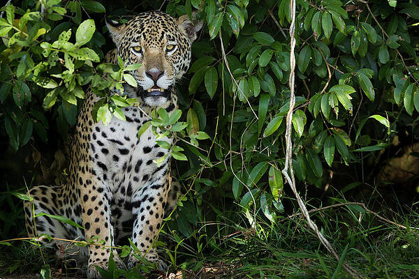 Wall Art featuring the photograph A Jaguar,  A Young Animal Peering Out by Mint Images - Art Wolfe