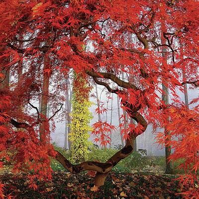 Vibrant Autumn Foliage in Foggy Forest Photograph