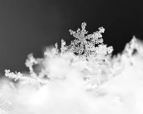 Wall Art featuring the photograph A Jewel Of A Snowflake by Rona Black