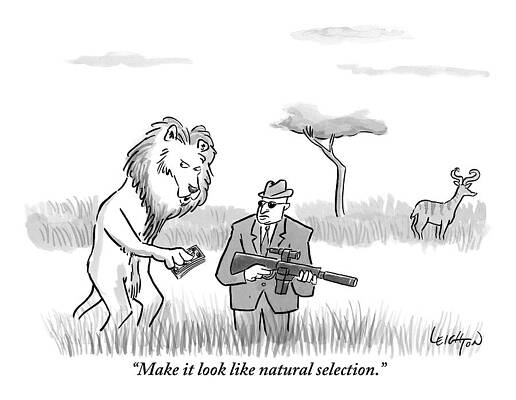 Lion Bribes Hunter in Savannah Drawing