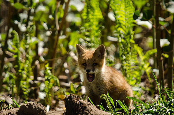 Wall Art featuring the pyrography A Little Tired by Gary Wightman