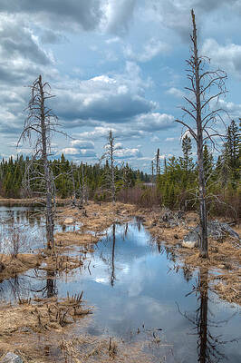 Wall Art featuring the photograph A Lovely Swamp by Linda Ryma