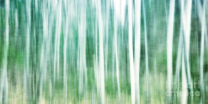 Movement in a Birch Grove Wall Art