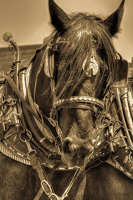 Horse Wall Art featuring the photograph A Measure Of Strength by Carla E