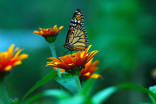 Wall Art featuring the photograph A Monarch by Raymond Salani III