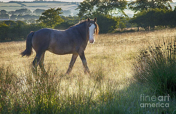 Wall Art featuring the photograph The Morning Walk by Kype Hills