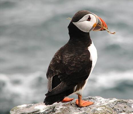 Photograph - A Mouth Full by Sue Leonard