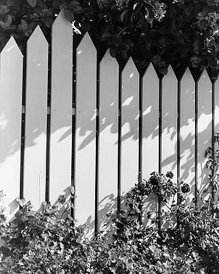 Landscape Architecture Wall Art featuring the photograph A Picket Fence by Max Tatch