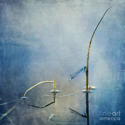 Damselfly Resting by Water Grass Wall Art