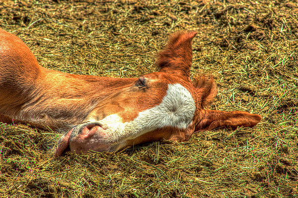 Horse Wall Art featuring the photograph A Rodeo Colts Nap Time by Carla E