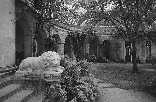 Antique Photograph - A Sculpture Of A Lion In A Garden by Patrick Litchfield