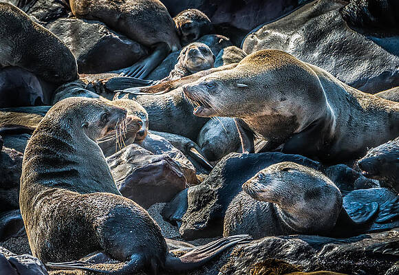 Wildlife Wall Art featuring the photograph A Slippery Conversation - Fur Seal Photograph by Duane Miller