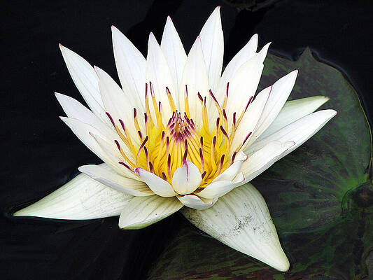 Wall Art featuring the photograph Botanical Beauty by Rick Locke - Out of the Corner of My Eye