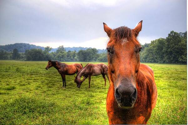 Green Wall Art featuring the photograph A Starring Horse 2 by Jonny D