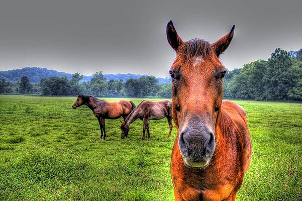 Green Wall Art featuring the photograph A Starring Horse by Jonny D