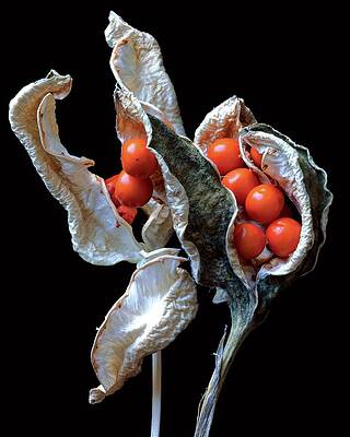 Orange Berries in Dried Pods Wall Art