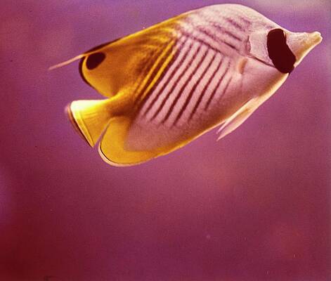 Sea Life Wall Art featuring the photograph A Striped Butterfly Fish by Horst P. Horst
