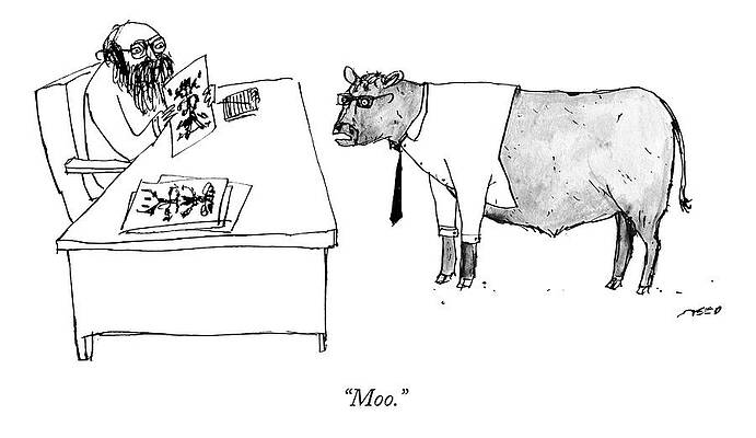 Cow Job Interview Wall Art