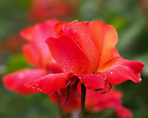 Wall Art featuring the photograph A Tintinara Rose In The Rain by Rona Black