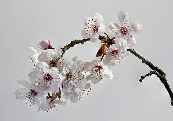 Spring Wall Art featuring the photograph A Touch Of Spring by Shirley Mitchell