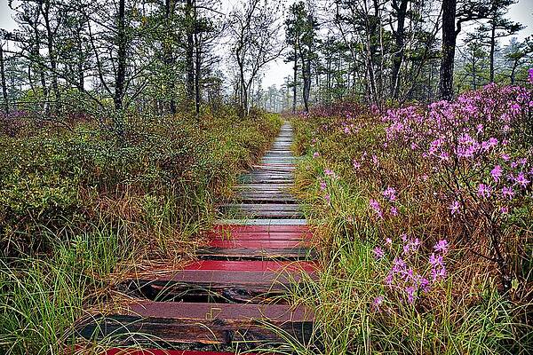 Maine Wall Art featuring the photograph A Walk In The Heath Saco Maine by Jeff Sinon