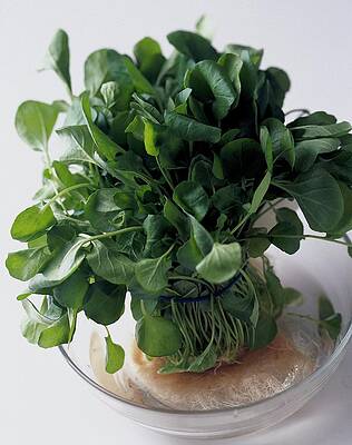 Bowl Wall Art featuring the photograph A Watercress Plant In A Bowl Of Water by Romulo Yanes
