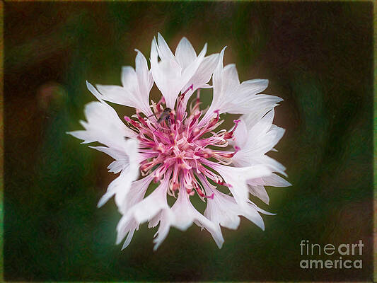 Wall Art featuring the photograph A White Wedding Of Pink And Beauty Garden Art By Omaste Witkowsk by Omaste Witkowski