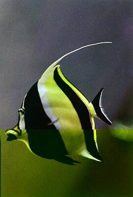 Sea Life Wall Art featuring the photograph A Yellow, Black, And White Kihikini Fish by Horst P. Horst