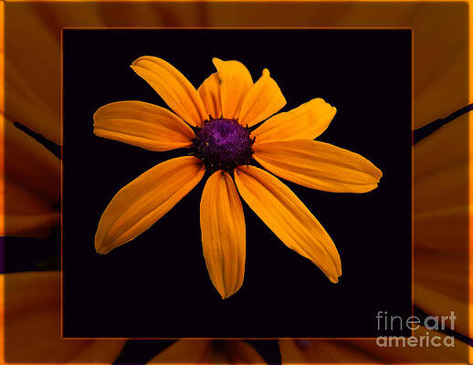 Photograph - A Yellow Burst Of Sunshine Floral Photography by Omaste Witkowski
