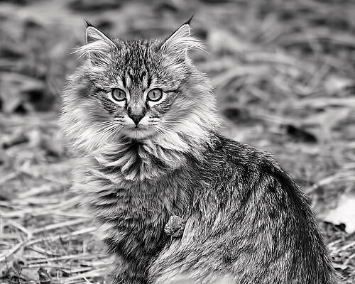 Majestic Feline in Grayscale Wall Art