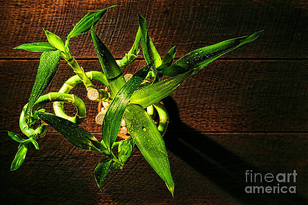 Wall Art featuring the photograph Above The Bamboo by Olivier Le Queinec