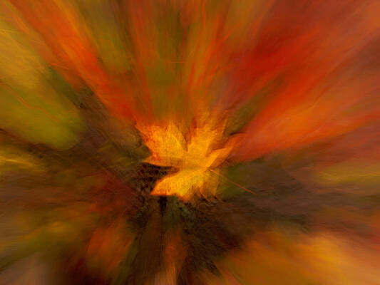 Abstract Wall Art featuring the photograph Abstract Autumn Leaf by Mary Jo Allen