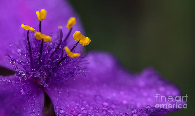 Wall Art featuring the photograph Abundance by Mary Lou Chmura