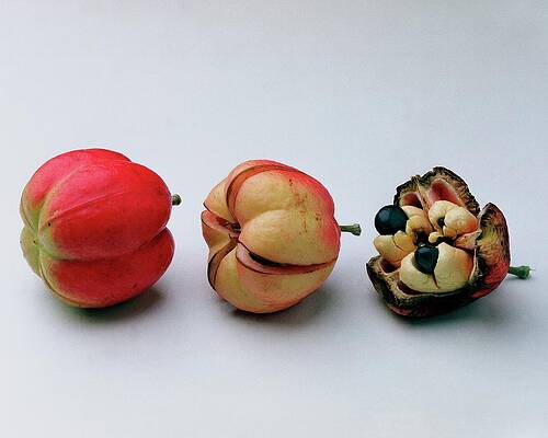 Three Ackee Fruits on Display Photograph