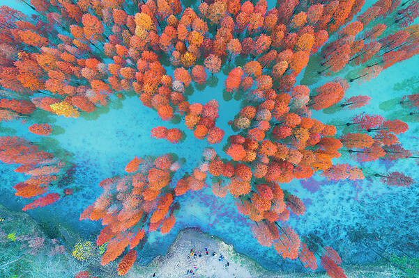 Vibrant Autumn Forest from Above Wall Art