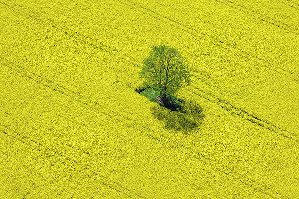 Wall Art featuring the photograph Aerial View Of Oilseed Rape Field by Cinoby