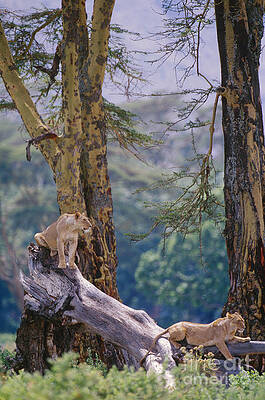 Lion Pride Photos for Sale by Science Source Prints