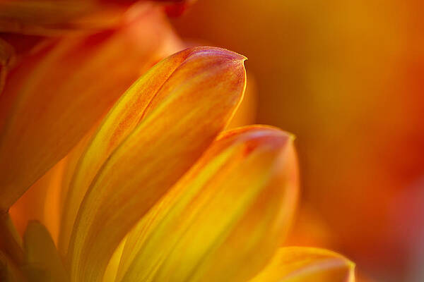 Bloom Wall Art featuring the photograph Aglow by Mary Jo Allen